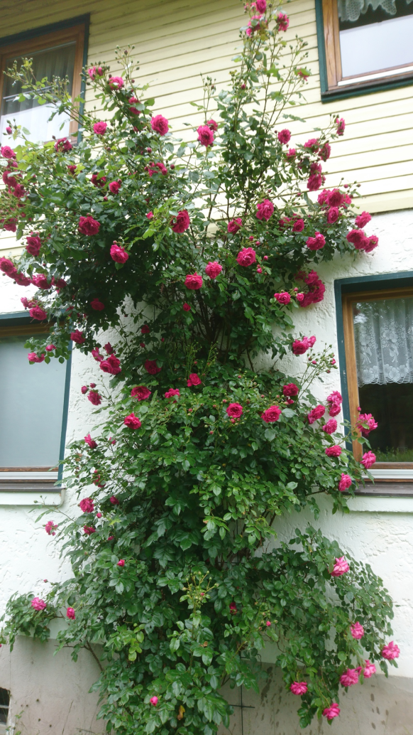 Ferienwohnung mit Garten
